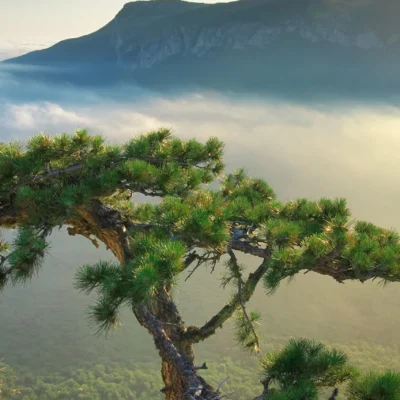 Paisaje de montaña con un pino entre nubes, símbolo de la gestión ambiental